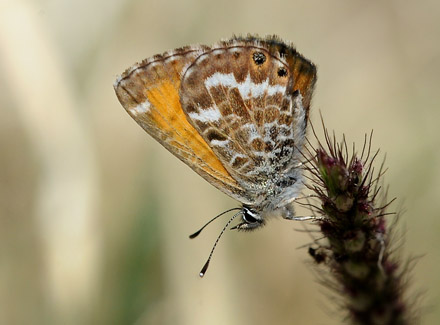 Kanarisk blfugl, Cyclyrius webbianus han (Brull, 1839). Puerto de la Cruz, Botanisk Have. Tenerife d. 17 marts 2016. Fotograf; John Vergo