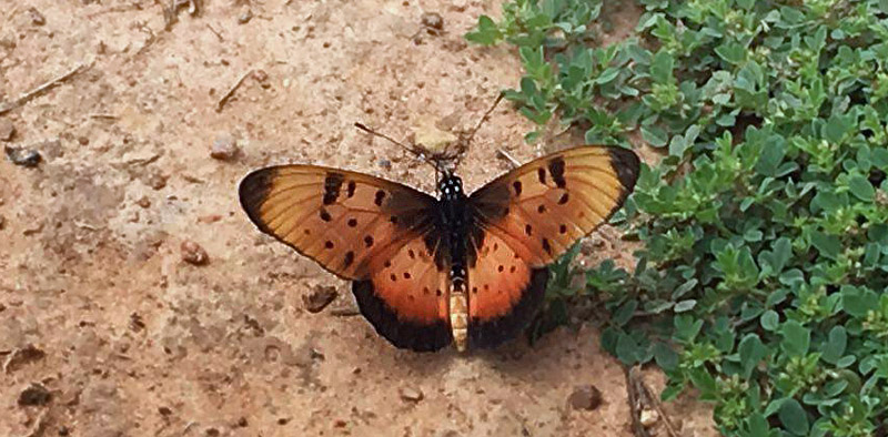 Natal Acraea, Acraea natalica (Boisduval, 1847).  Victoria Falls, Zambia d. 25  marts 2016. Fotograf;  Lisbeth Borup