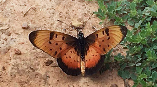 Natal Acraea, Acraea natalica (Boisduval, 1847).  Victoria Falls, Zambia d. 25  marts 2016. Fotograf;  Lisbeth Borup