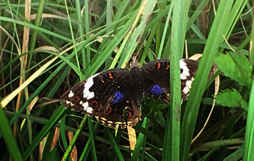 Dark Blue Pansy, Junonia oenone (Linnaeus, 1758).  Victoria Falls, Zambia d. 25  marts 2016. Fotograf;  Lisbeth Borup