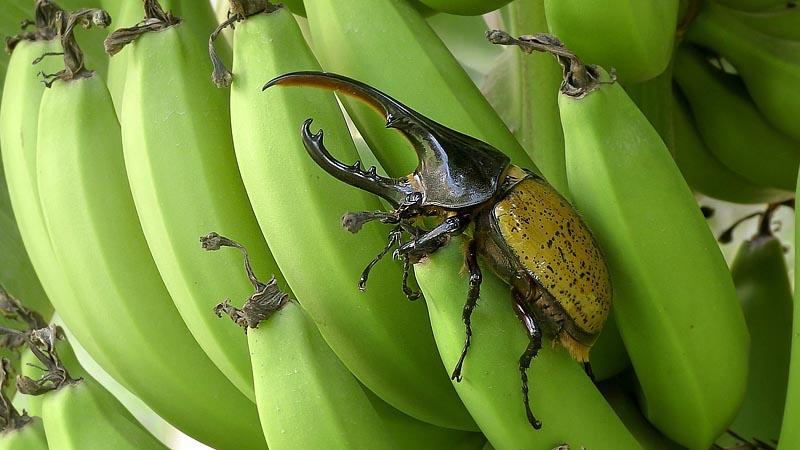 Hercules beetle, Dynastes hercules (Linnaeus, 1758). Caranavi, Yungas, Bolivia January 20, 2016. Photographer;  Peter Møllmann