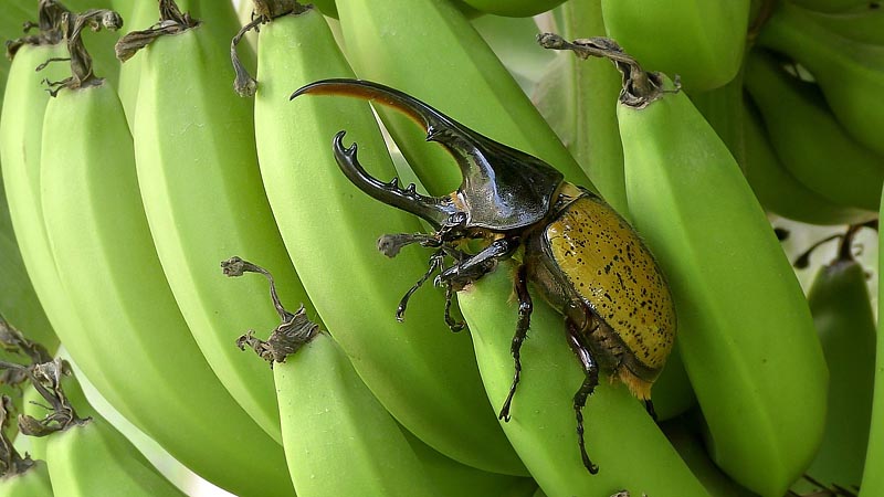 Hercules beetle, Dynastes hercules (Linnaeus, 1758). Caranavi, Yungas, Bolivia January 20, 2016. Photographer; Peter Møllmann