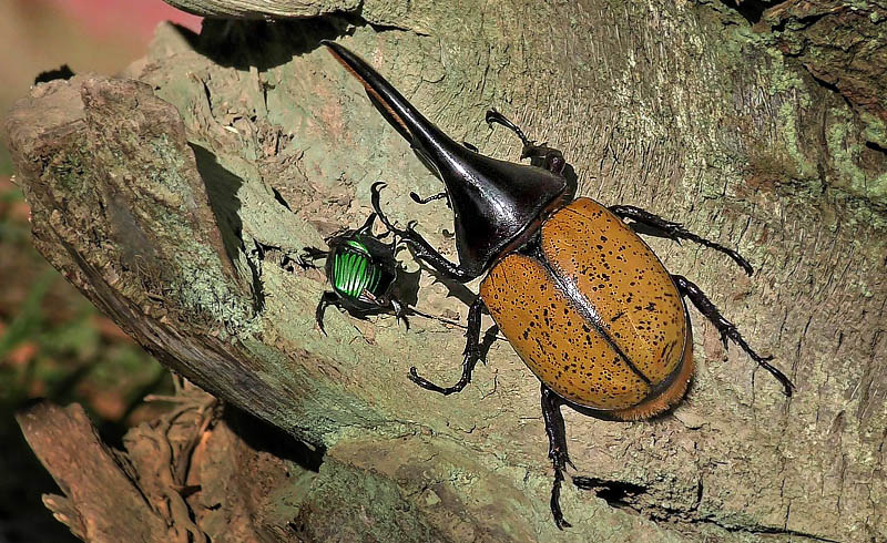 Hercules beetle, Dynastes hercules (Linnaeus, 1758). Caranavi, Yungas, Bolivia January 20, 2016. Photographer; David Norfleet