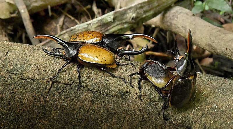 Hercules beetle, Dynastes hercules (Linnaeus, 1758). Caranavi, Yungas, Bolivia February 18, 2016. Photographer;  Peter Møllmann