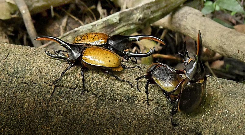 Hercules beetle, Dynastes hercules (Linnaeus, 1758). Caranavi, Yungas, Bolivia February 18, 2016. Photographer;  Peter Mllmann