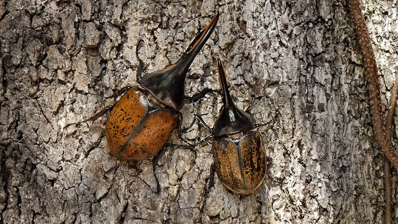 Hercules beetle, Dynastes hercules (Linnaeus, 1758). Caranavi, Yungas, Bolivia February 15, 2016. Photographer;  Peter Møllmann