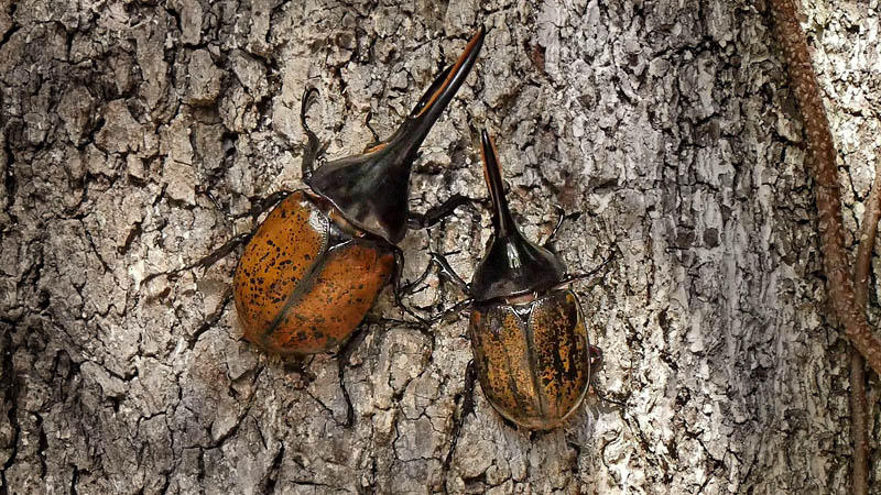 Hercules beetle, Dynastes hercules (Linnaeus, 1758). Caranavi, Yungas, Bolivia February 15, 2016. Photographer;  Peter Mllmann