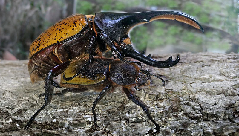 Hercules beetle, Dynastes hercules (Linnaeus, 1758). Caranavi, Yungas, Bolivia February 17, 2016. Photographer; Peter Møllmann