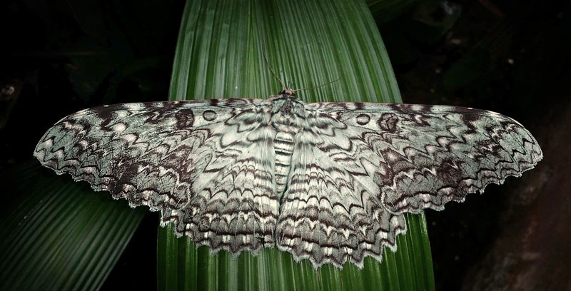 White Witch, Thysania agreppina. Caranavi, Yungas, Bolivia Febuary 10, 2016. Photographer; Peter Møllmann