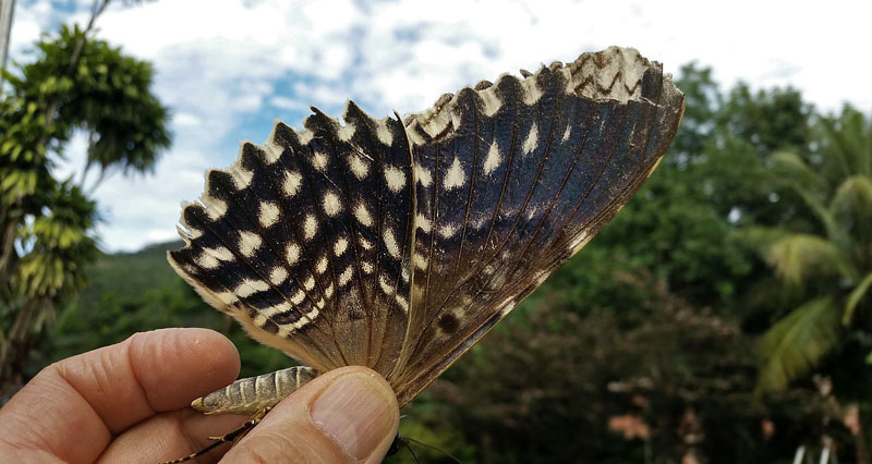 White Witch, Thysania agreppina. Caranavi, Yungas, Bolivia Febuary 10, 2016. Photographer; Peter Møllmann