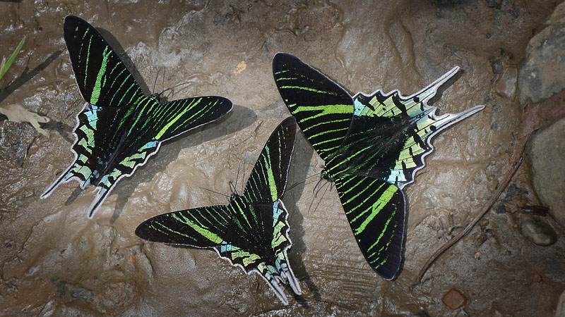 Green-banded Urania, Urania leilus (Linnaeus, 1758). Consata, Yungas, Bolivia February 21, 2016. Photographer; Peter Møllmann