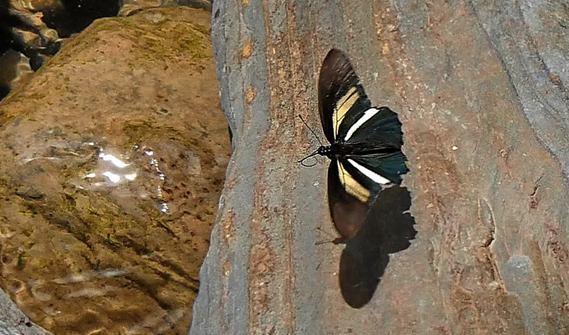 Cressus Swallowtail, Battus crassus ssp. hirundo (Rber, 1925).  Copacabana, Caranavi, Yungas, Bolivia January 24, 2016. Photographer;  Peter Mllmann