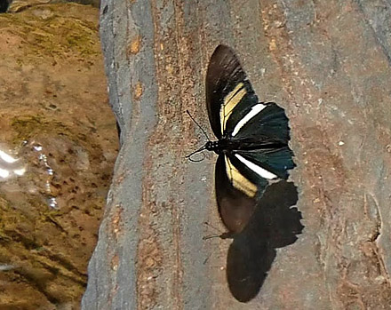 Cressus Swallowtail, Battus crassus ssp. hirundo (Rber, 1925).  Copacabana, Caranavi, Yungas, Bolivia January 24, 2016. Photographer;  Peter Mllmann