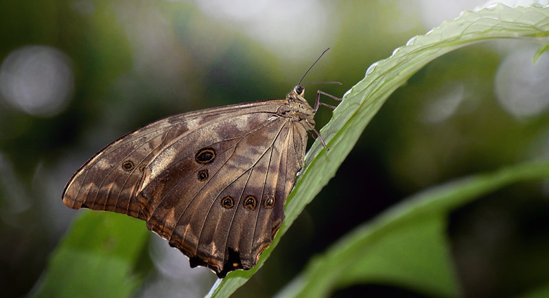 Grey Morpho, Morpho telemachus ssp. iphiclus (C & R Felder, 1862). Quijarro, Caranavi, Yungas, Bolivia January 20, 2016. Photographer;  Peter Mllmann