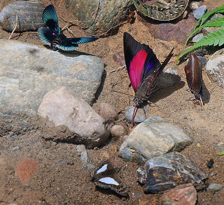 Rio Zongo, Caranavi, elev 870 m. Yungas. d. 9 january 2016. Photographer; Peter  Mllmann