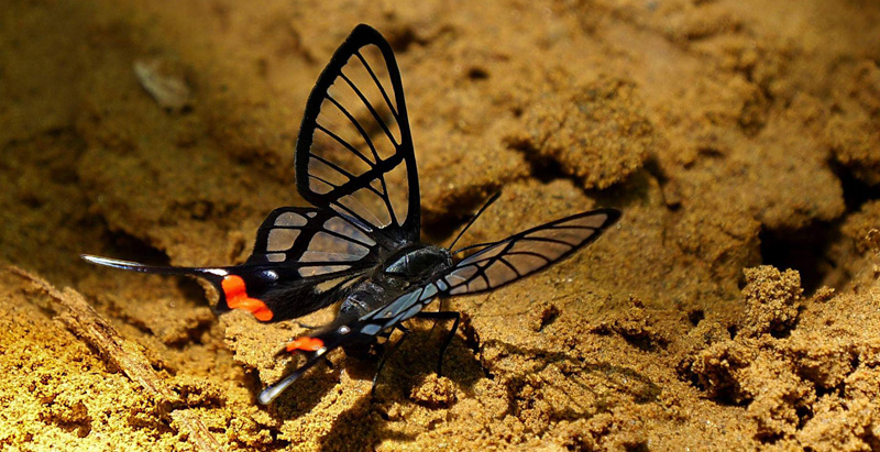 Chorinea amazon. Caranavi, elev 870 m. Yungas. d. 3 january 2016. Photographer; Peter  Mllmann