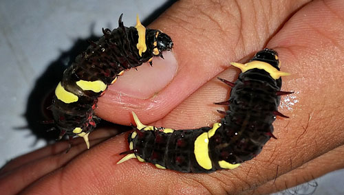 Maybe a swallowtail: Mimoides caterpillar?  Caranavi, Yungas, Bolivia January 24, 2016. Photographer;  Peter Mllmann