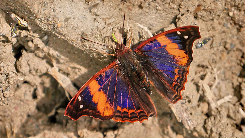 Elis Emperor, Doxocopa elis (C. Felder & R. Felder, 1861).  Pusiliani, Caranavi, Yungas, Bolivia February 5, 2016. Photographer; Peter Mllmann