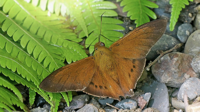 Suva Nightfighter, Porphyrogenes suva (Evans, 1952). Caranavi, Yungas, Bolivia January 12, 2016. Photographer; Peter Mllmann