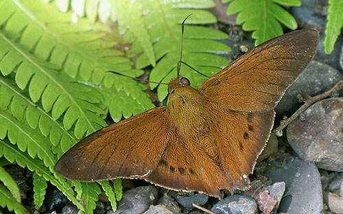 Suva Nightfighter, Porphyrogenes suva (Evans, 1952). Caranavi, Yungas, Bolivia January 12, 2016. Photographer; Peter Mllmann