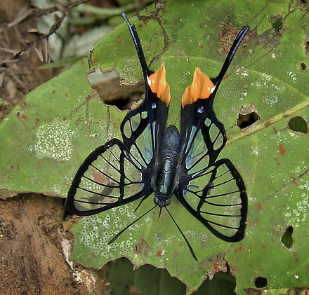 Fabricius Angel, Chorinea octauius (Fabricius, 1787) with yellow spot on rearwing. Garrapatuni, Caranavi, Yungas, Bolivia January 15, 2016. Photographer; Peter Mllmann