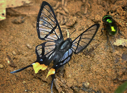 Fabricius Angel, Chorinea octauius (Fabricius, 1787) with yellow spot on rearwing. Garrapatuni, Caranavi, Yungas, Bolivia January 15, 2016. Photographer; Peter Mllmann