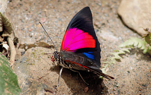 , Rio Zongo, Caranavi, elev 720 m. Yungas. d. 9 january 2016. Photographer; Peter  Mllmann