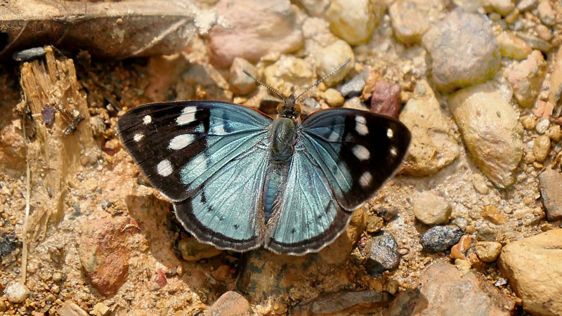 Salpensa Sailor, Dynamine tithia (Felder & Felder, 1862). Copacabana, Caranavi, Yungas, Bolivia January 24, 2016. Photographer;  Peter Mllmann