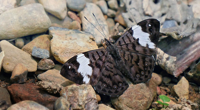 Thecla Banner, Ectima thecla ssp. thecla (Fabricius, 1796). Copacabana, Caranavi, Yungas, Bolivia January 24, 2016. Photographer;  Peter Mllmann