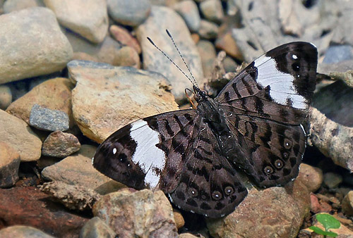 Thecla Banner, Ectima thecla ssp. thecla (Fabricius, 1796). Copacabana, Caranavi, Yungas, Bolivia January 24, 2016. Photographer;  Peter Mllmann