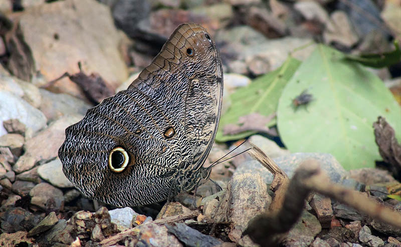 Forest Giant Owl, Caligo eurilochus ssp. pallidus (Fruhstorfer, 1912). Pusiliani, Caranavi, Yungas, Bolivia January 19, 2016. Photographer; Annelise
