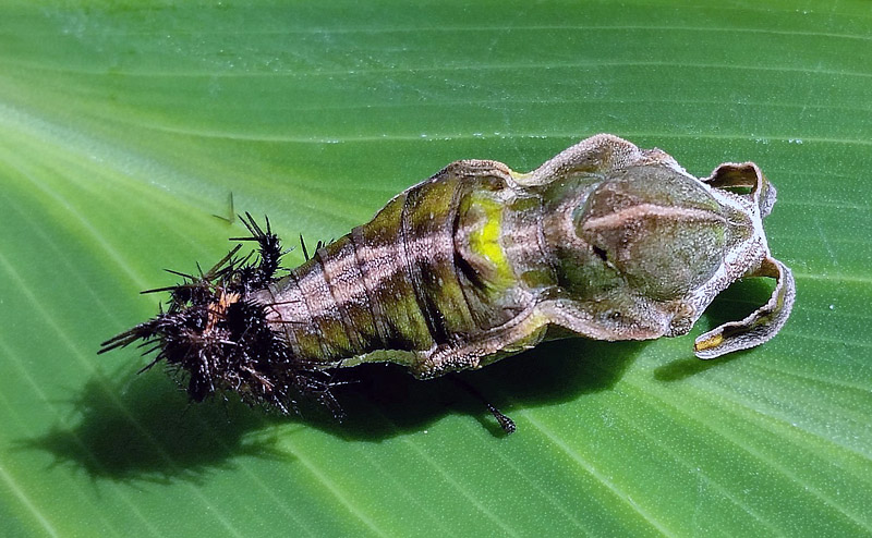 Cracker, Hamadryas feronia or Hamadryas februa pupae? . Pusiliani, Caranavi, Yungas, Bolivia February 5, 2016. Photographer; Peter Møllmann