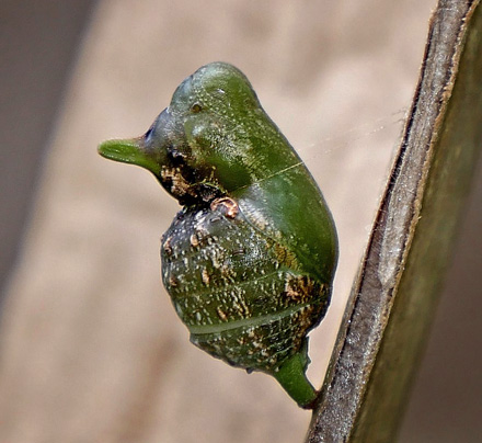 Maybe a swallowtail: Mimoides pupae?  Caranavi, Yungas, Bolivia February 2, 2016. Photographer;  Peter Mllmann