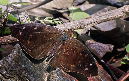 Garrapatuni, Caranavi, elev 1000 m. Yungas. d. 3 february 2016. Photographer; Peter  Mllmann