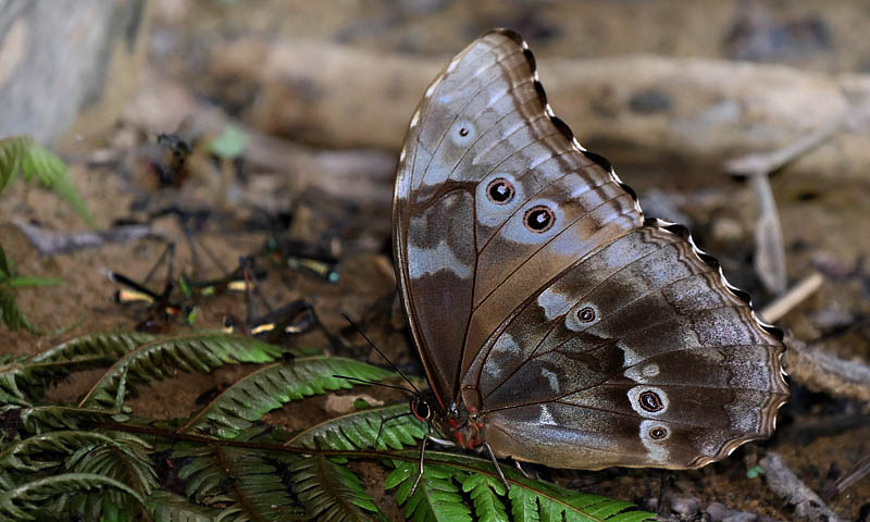 Giant Light-blue Morpho, Morpho godartii ssp. titogilberti (Blandin & Gareca, 2011) male. Garrapatuni, Caranavi, elev 1000 m. Yungas. d. 3 february 2016. Photographer; Peter  Mllmann