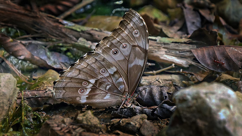 Giant Light-blue Morpho, Morpho godartii ssp. titogilberti (Blandin & Gareca, 2011) male.  Copacabana, Caranavi, Yungas, Bolivia January 24, 2016. Photographer;  Peter Mllmann