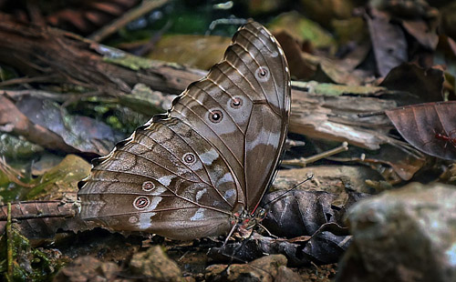 Giant Light-blue Morpho, Morpho godartii ssp. titogilberti (Blandin & Gareca, 2011), 1844).  Copacabana, Caranavi, Yungas, Bolivia January 24, 2016. Photographer;  Peter Mllmann