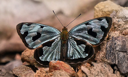 Mylitta Greenwing, Dynamine postverta (Cramer, 1779). Copacabana, Caranavi, Yungas, Bolivia January 23, 2016. Photographer;  Peter Mllmann