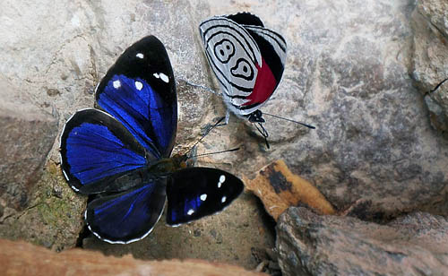 Gisella Sailor, Dynamine gisella (Hewitson, 1857) & Latreille's 89 Butterfly, Diaethria euclides ssp. phlogea (Salvin & Godman, 1868). Copacabana, Caranavi, Yungas, Bolivia January 23, 2016. Photographer;  Peter Mllmann