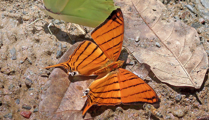 Amber Daggerwing, Marpesia berania (Hewitson, 1852).  Copacabana, Caranavi, Yungas, Bolivia January 24, 2016. Photographer;  Peter Mllmann