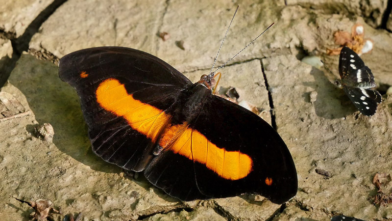 Acontius Firewing, Catonephele acontius ssp. caeruleus (Jenkins, 1985). Copacabana, Caranavi, Yungas, Bolivia January 18, 2016. Photographer;  Peter Mllmann