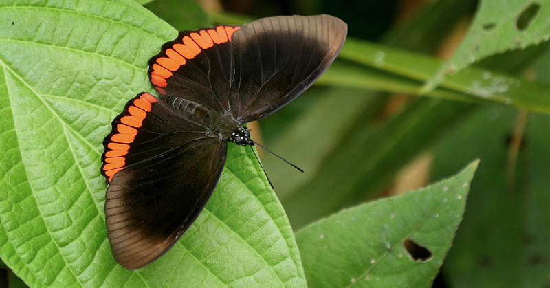 Red Rim, Biblis hyperia (Cramer, 1779). Garrapatuni, Caranavi, Yungas, Bolivia January 14, 2016. Photographer; Peter Mllmann