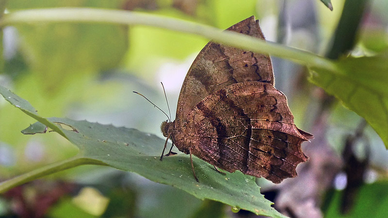 Laura's Satyr, Taygetis larua (C. Felder & R. Felder, 1862). Copacabana, Caranavi, Yungas, Bolivia January 27, 2016. Photographer;  Peter Mllmann