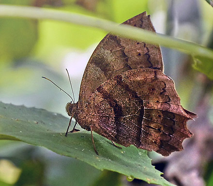 Laura's Satyr, Taygetis larua (C. Felder & R. Felder, 1862). Copacabana, Caranavi, Yungas, Bolivia January 27, 2016. Photographer;  Peter Mllmann