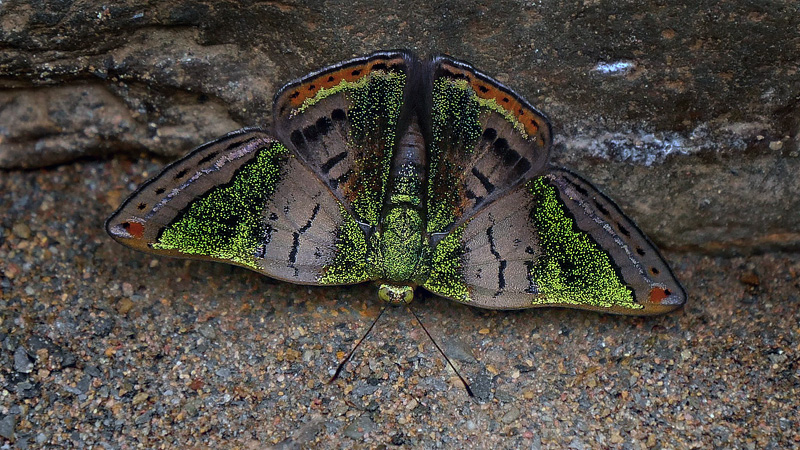 Castalia Green Mantle, Caria castalia (Mntris, 1855). Pusiliani, Caranavi, Yungas, Bolivia February 5, 2016. Photographer; Peter Mllmann