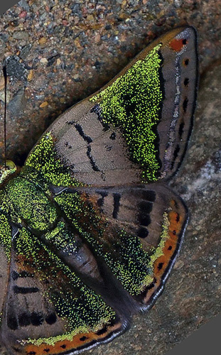 Castalia Green Mantle, Caria castalia (Mntris, 1855). Pusiliani, Caranavi, Yungas, Bolivia February 5, 2016. Photographer; Peter Mllmann