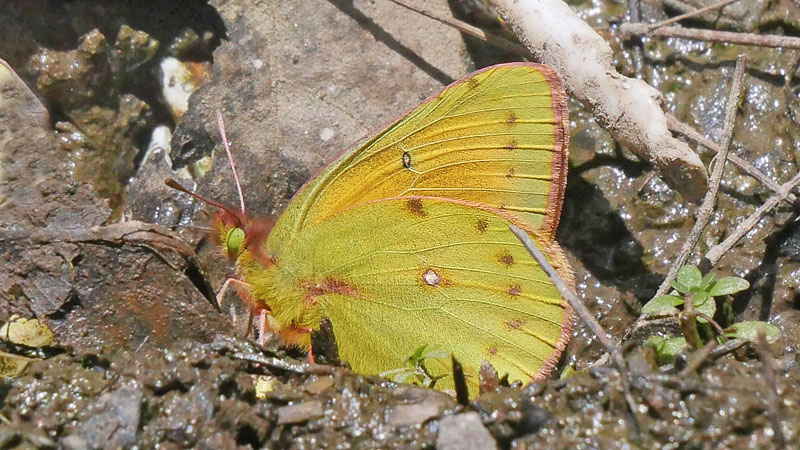 Lesbia Clouded Sulphur, Colias lesbia ssp. andina (Staudinger, 1894). Sorata, 2500 m, Yungas, Bolivia february 21, 2016. Photographer; Peter Møllmann
