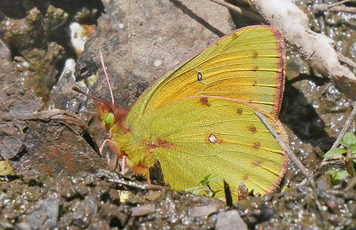 Lesbia Clouded Sulphur, Colias lesbia ssp. andina (Staudinger, 1894). Sorata, 2500 m, Yungas, Bolivia february 21, 2016. Photographer; Peter Mřllmann