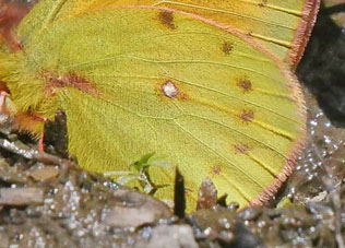 Lesbia Clouded Sulphur, Colias lesbia ssp. andina (Staudinger, 1894). Sorata, 25000 m, Yungas, Bolivia february 21, 2016. Photographer; Peter Møllmann