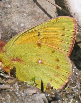 Lesbia Clouded Sulphur, Colias lesbia ssp. andina  (Staudinger, 1894). Sorata,  25000 m, Yungas, Bolivia february 21, 2016. Photographer; Peter Mllmann